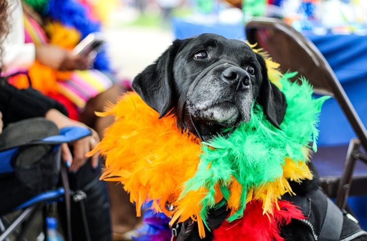 Tapestry Trust’s Spring Giving